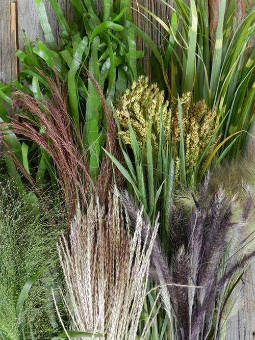 Assorted Grasses